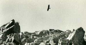 Italy Gran Paradiso National Park Royal Eagle Amateur Wildlife Photography 1970s