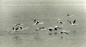 Spain Antequera Laguna Salada Flamingos Amateur Wildlife Photography 1970's