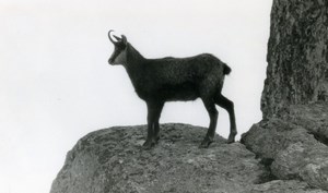 Italy Gran Paradiso National Park Chamois Amateur Wildlife Photography 1970's