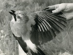 France Savoie Golese Pass Jay Bird Nature Amateur Wildlife Photography 1962