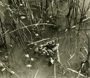 France Dombes Seagull Chick Nature Amateur Wildlife Photography 1962