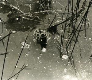 France Dombes Seagull Chick Nature Amateur Wildlife Photography 1962