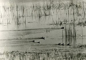 France Dombes Eurasian coot Bird Nature Amateur Wildlife Photography 1970's