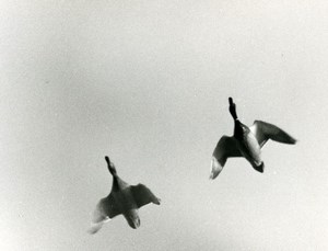 France Ducks Mallard ? Bird Nature Amateur Wildlife Photography 1970's