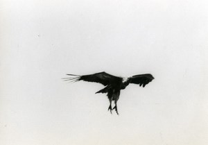 Spain Zahara Griffon Vulture Nature Amateur Wildlife Photography 1970's