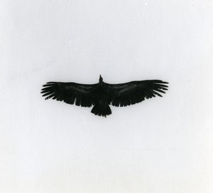 Spain Zahara Griffon Vulture Nature Amateur Wildlife Photography 1970's