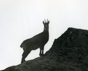 Italy Gran Paradiso National Park Chamois Amateur Wildlife Photography 1970's