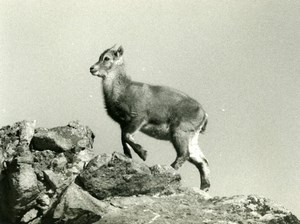 Italy Gran Paradiso National Park Alpine ibex Amateur Wildlife Photography 1970s