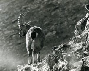 Italy Gran Paradiso National Park Alpine ibex Amateur Wildlife Photography 1970s