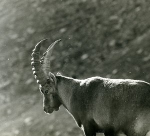 Italy Gran Paradiso National Park Alpine ibex Amateur Wildlife Photography 1970s