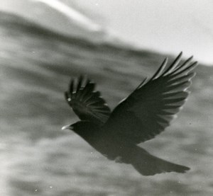 Italy Gran Paradiso Park Alpine chough Bird Amateur Wildlife Photography 1970s