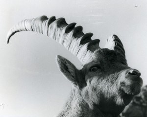 Italy Gran Paradiso National Park Alpine ibex Amateur Wildlife Photography 1970s