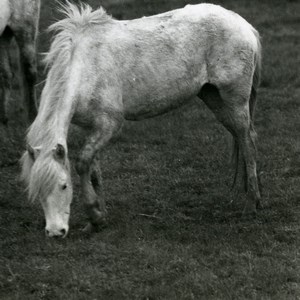 France Camargue Horse Nature Amateur Wildlife Photography 1970's