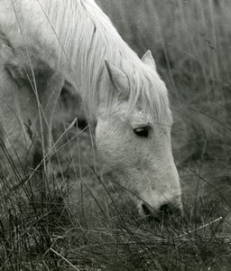 France Camargue Horse Nature Amateur Wildlife Photography 1970's