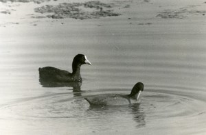 France Dombes Eurasian coot Bird Nature Amateur Wildlife Photography 1970's