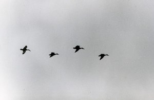France Ducks ? Birds in Flight Nature Amateur Wildlife Photography 1970's