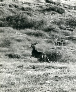 France Corsica Cazorla Mouflon Wild Sheep Amateur Wildlife Photography 1970's