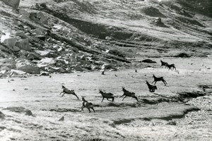 Italy Gran Paradiso National Park Alpine ibex Amateur Wildlife Photography 1970s