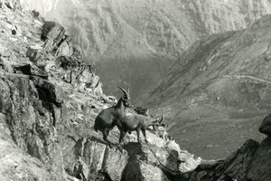 Italy Gran Paradiso National Park Alpine ibex Amateur Wildlife Photography 1970s