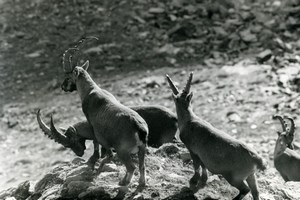 Italy Gran Paradiso National Park Alpine ibex Amateur Wildlife Photography 1970s