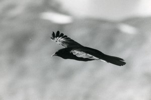 Italy Gran Paradiso Park Alpine chough Bird Amateur Wildlife Photography 1970s