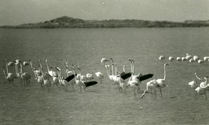 France Camargue Flamingos Nature Amateur Wildlife Photography 1970's