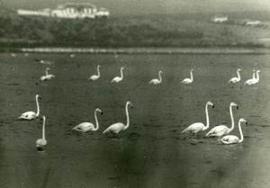 Spain Antequera Laguna Salada Flamingos Amateur Wildlife Photography 1970's