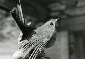 France Bessans European Robin Bird Nature Amateur Wildlife Photography 1970's