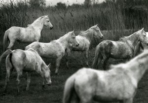 France Camargue Horses Nature Amateur Wildlife Photography 1970's