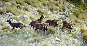 France Corse Carzola Mouflons Nature Amateur Wildlife Color Photography 1970's