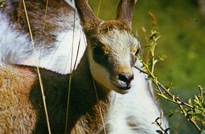 France Young Chamois Nature Amateur Wildlife Color Photography 1970's