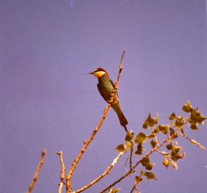 France Provence European Bee eater Amateur Wildlife Color Photography 1970's