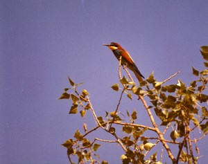 France Provence European Bee eater Amateur Wildlife Color Photography 1970's