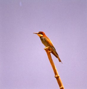 France Provence European Bee eater Amateur Wildlife Color Photography 1970's