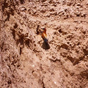 France Provence European Bee eater Amateur Wildlife Color Photography 1970's