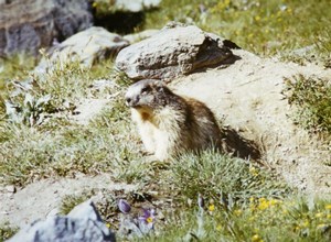 France Alpine Marmot Groundhog Nature Amateur Wildlife Color Photography 1970's