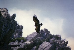 Spain Zahara Griffon Vulture Nature Amateur Wildlife Photography 1970's