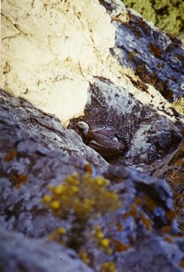 Spain Zahara Griffon Vulture Chick Nature Amateur Wildlife Photography 1970's