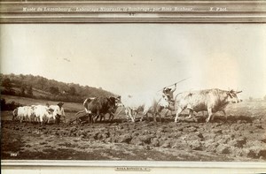 France Painting Luxembourg Museum Labourage Nivernais Rosa Bonheur Photo 1900