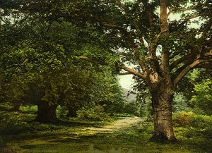 United Kingdom Burnham Beeches Forest Trees Old Photo Photochrom 1900