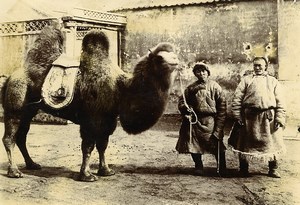 Chine Pékin Beijing Chameau Omnibus Pekinois ancienne Photo 1906