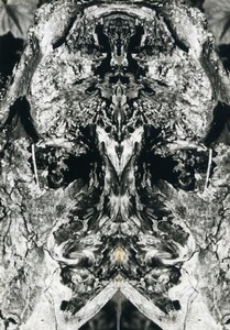 France study around a tree stump Abstract Study Photo Deplechin 1975 #7