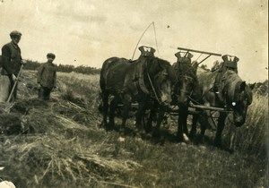 France Horses Cart Study Havest Time Old Photo 1900