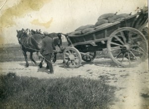 France Horses Cart Transport Study Old Photo 1900