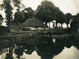 France Horses Drinking Countryside Farm Scene Old Photo 1900