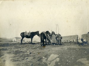 France Horses Countryside Life Study Old Photo 1900