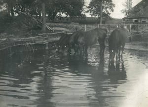 France Horses Drinking Countryside Farm Scene Old Photo 1900