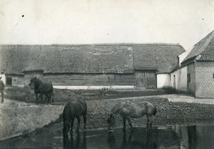 France Horses Drinking Countryside Farm Scene Old Photo 1900