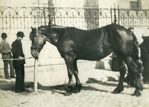 France Horse in a City Study Old Photo 1900