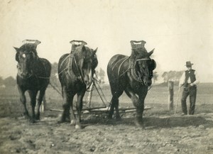 France Horses Ploughing Farming Countryside Old Photo 1900